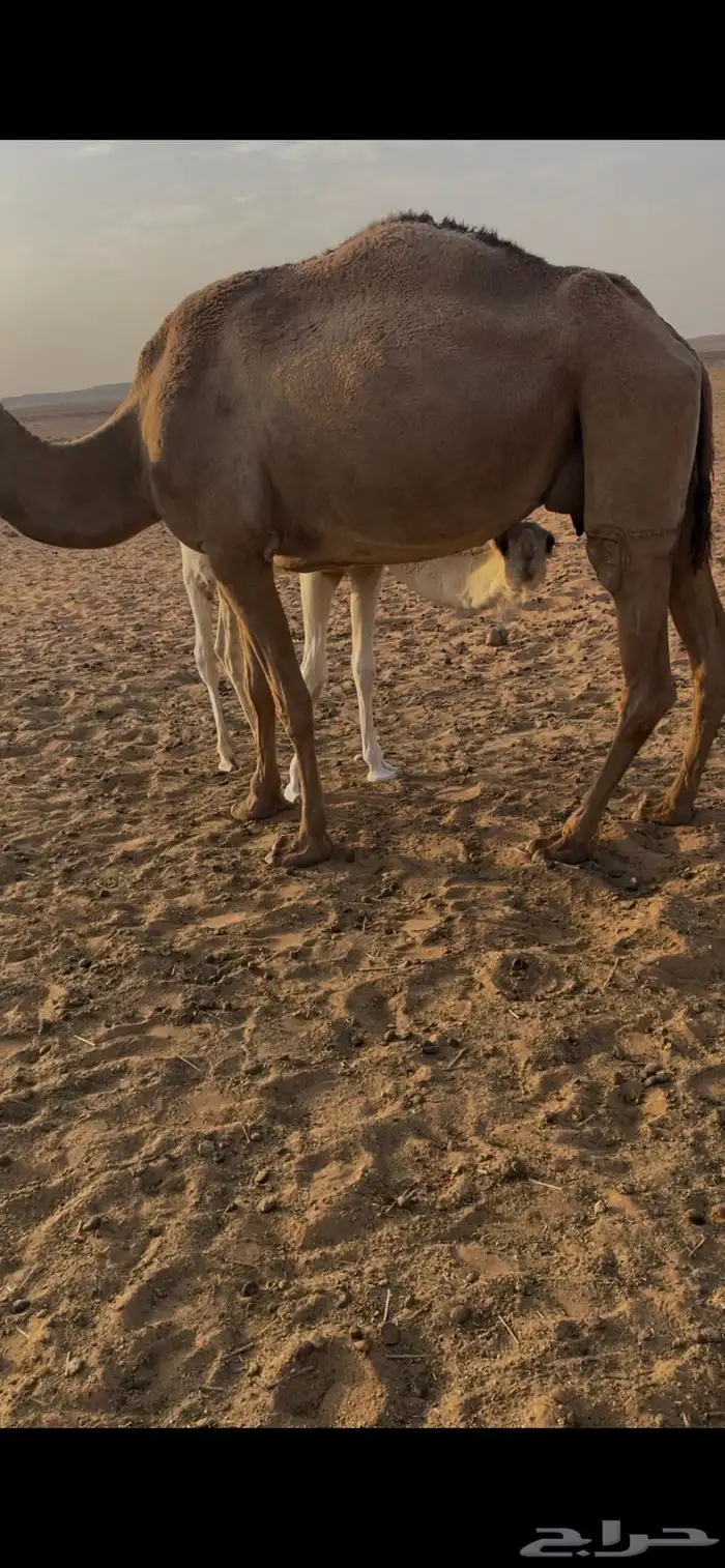ناقتين للبيع مع القعدان 7