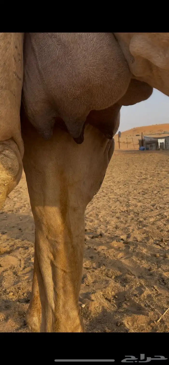 ناقتين للبيع مع القعدان 3
