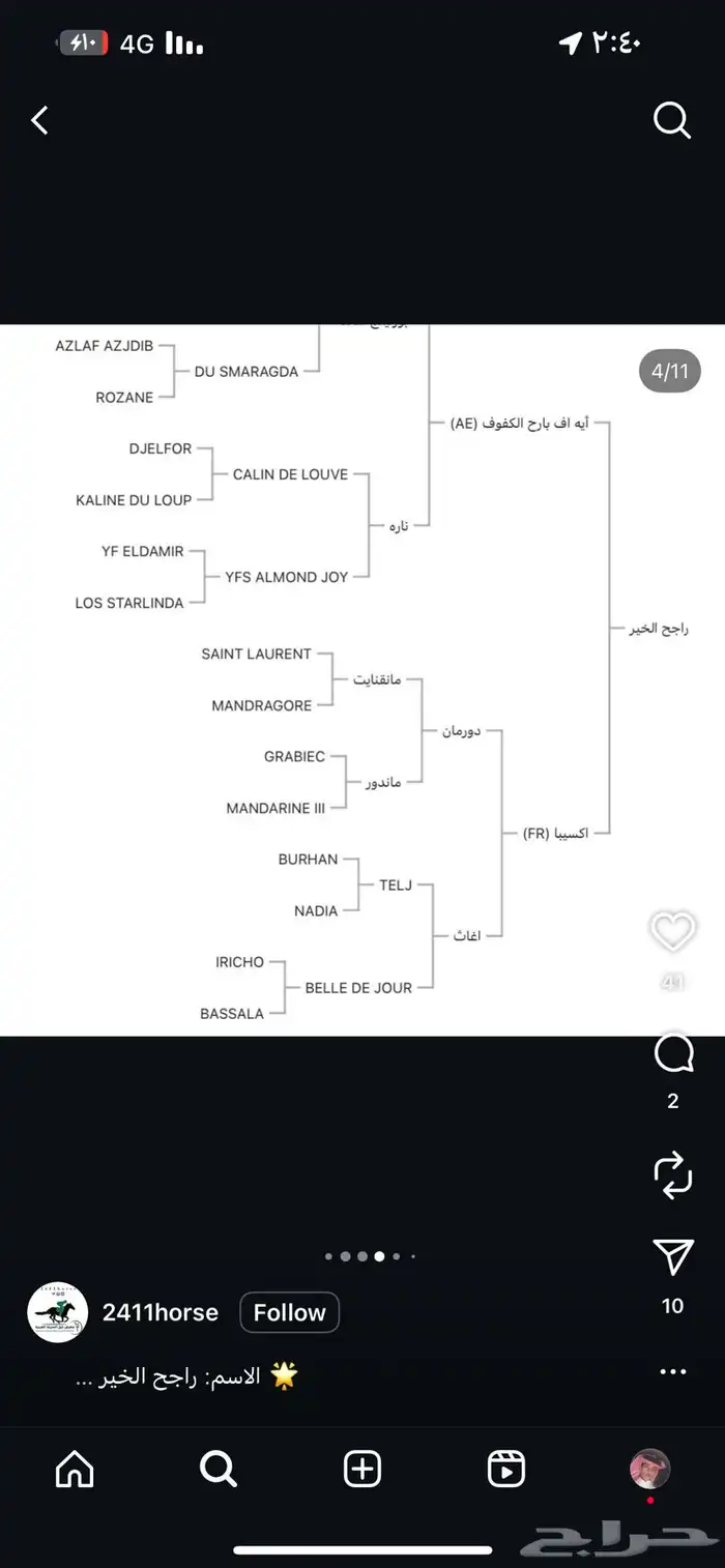 حصان واهو جزيري للبيع 6