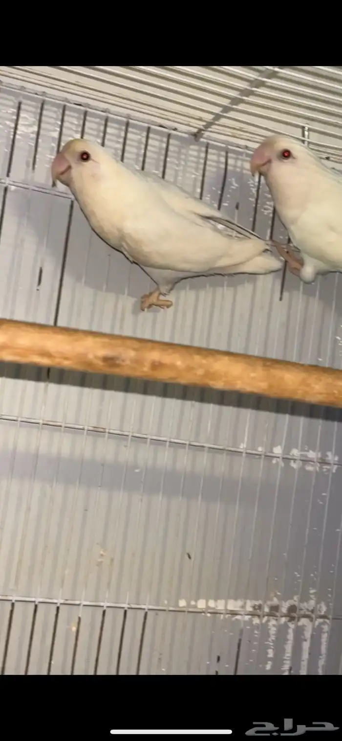 جوز البينو منتج شرط 0