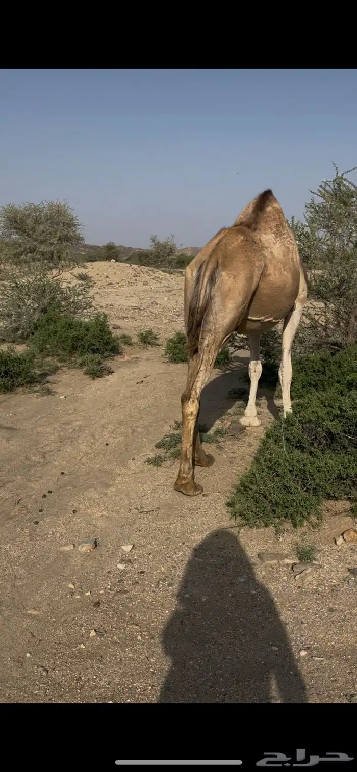 ناقه ماخض حمراء 1