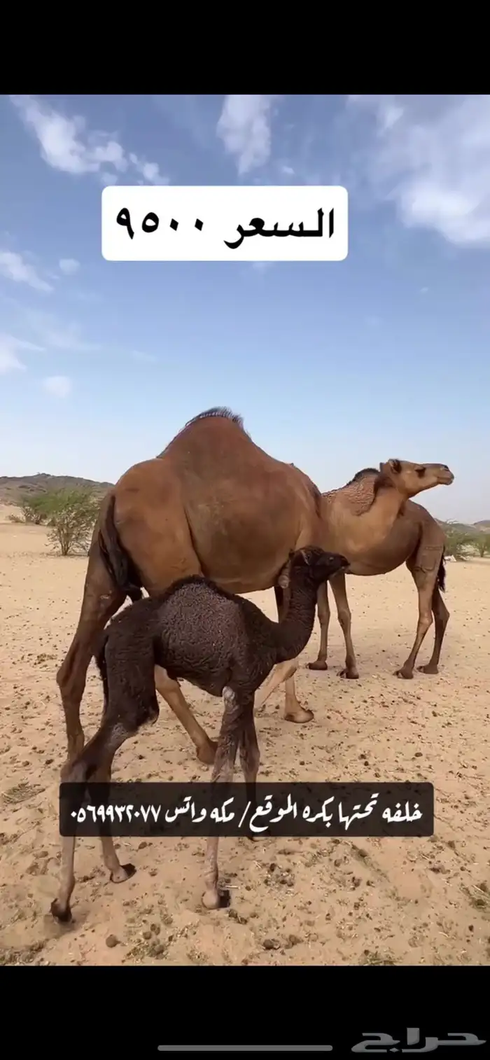 خلفه مصغر(( تم البيع )) 6