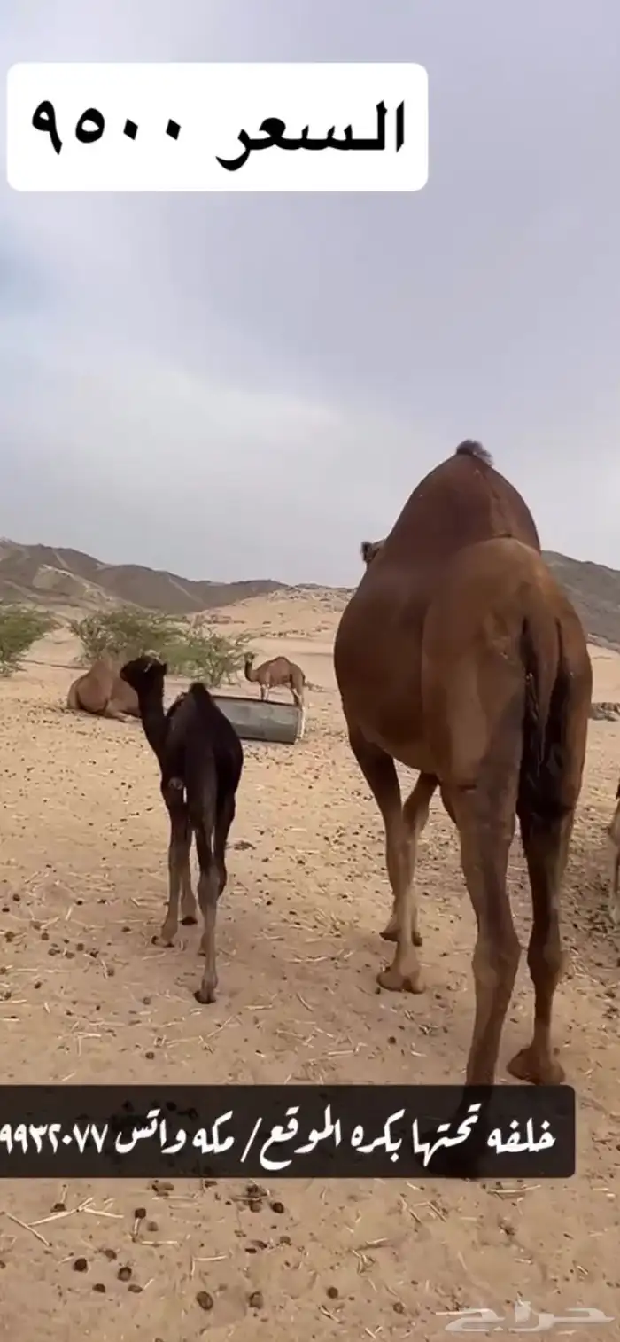 خلفه مصغر(( تم البيع )) 9