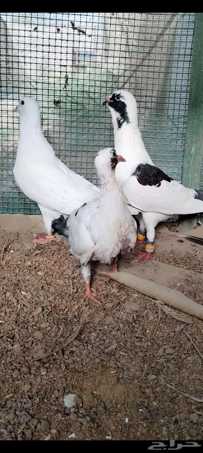 للبيع جوز سوري منتج تحته فرخ 3