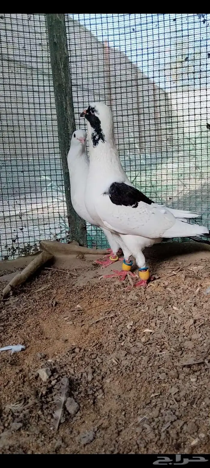 للبيع جوز سوري منتج تحته فرخ 4