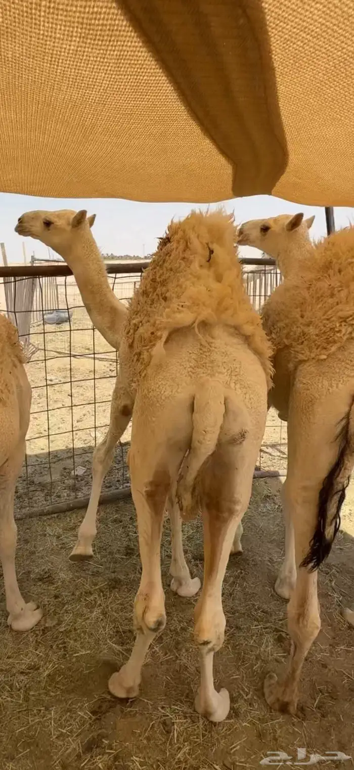 حشو قصب طيبات ونضاف 1