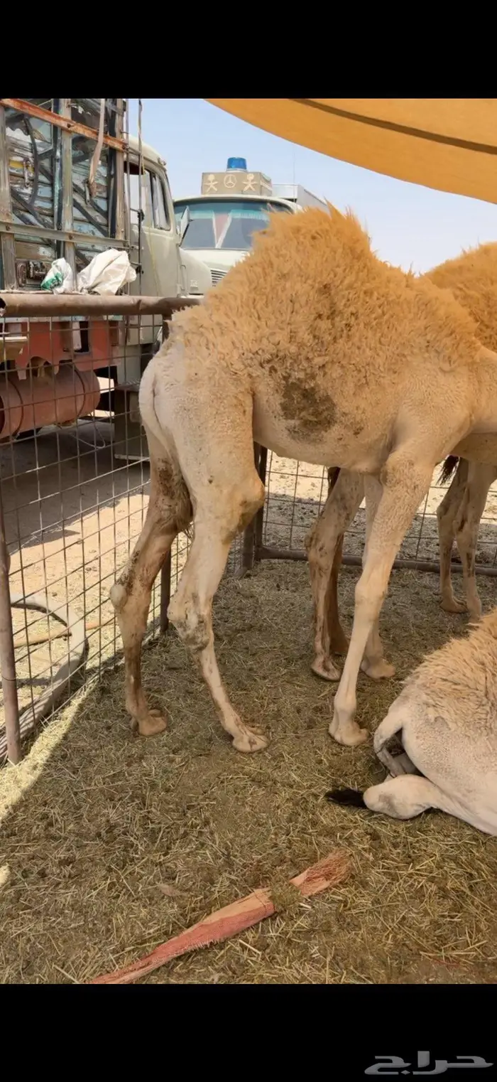 حشو قصب طيبات ونضاف 2