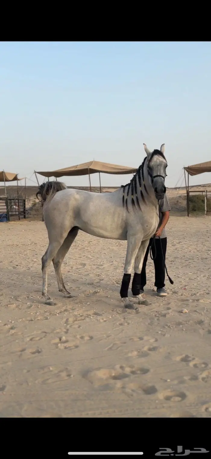 حصان شعبي فاخر 0