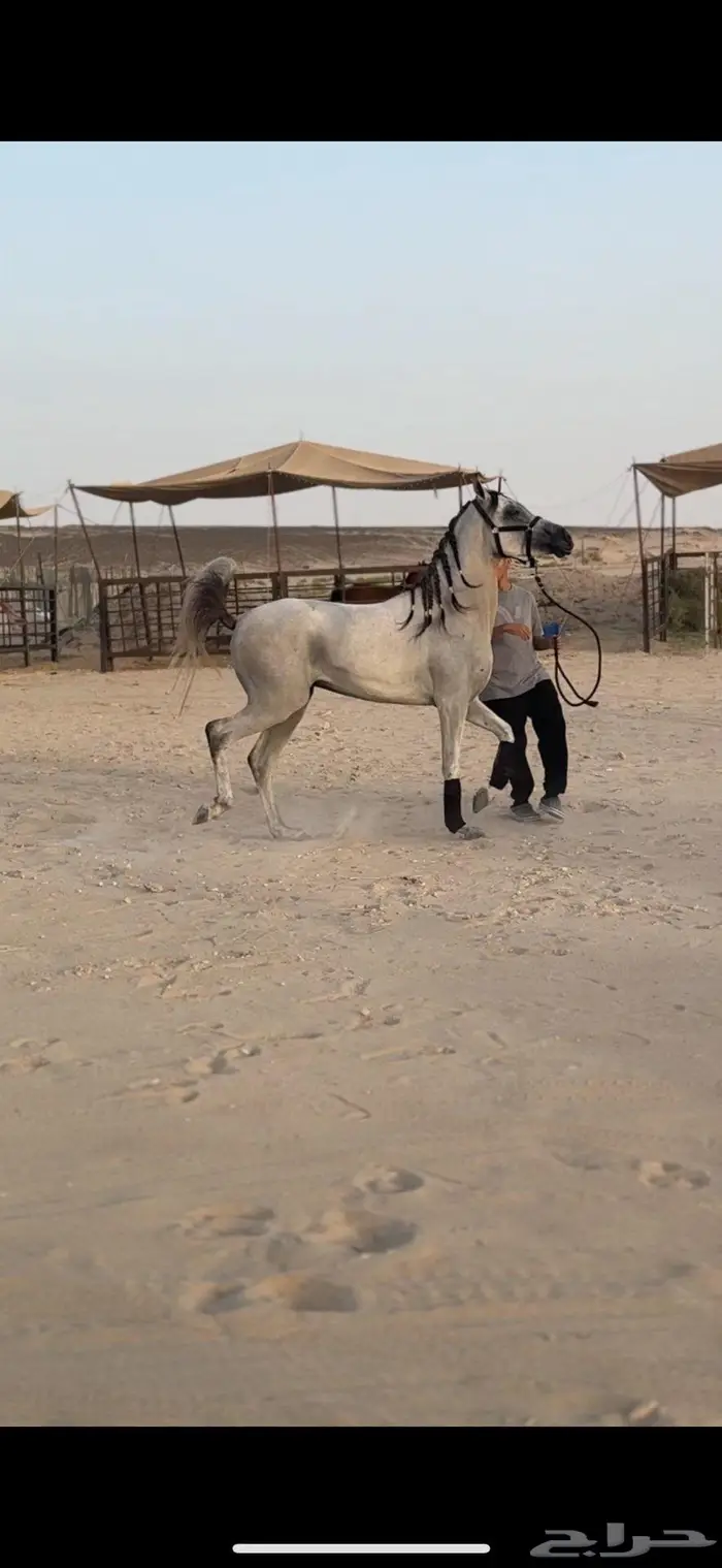 حصان شعبي فاخر 5