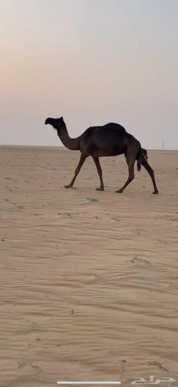عشراء مجهم كفو ومنتج 1
