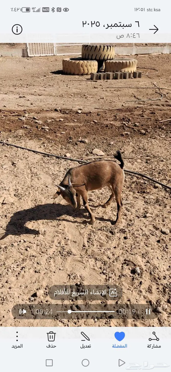 ماعز تيس هجين وعل 3