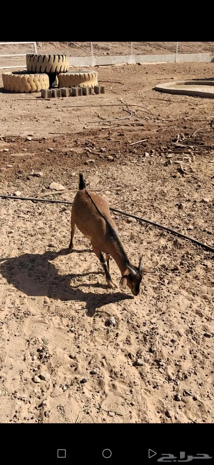 ماعز تيس هجين وعل 1