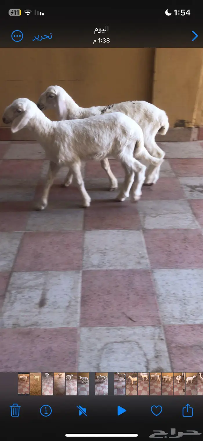 رخال حريات عمارها شهر 20 يوم 0