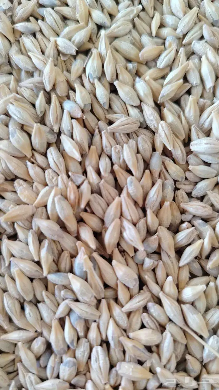 بذور شعير 2025 0