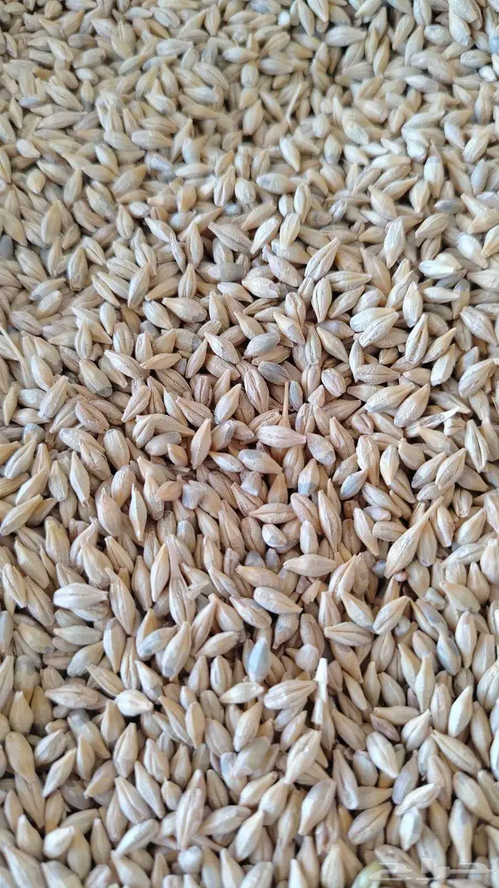 بذور شعير 2025 1