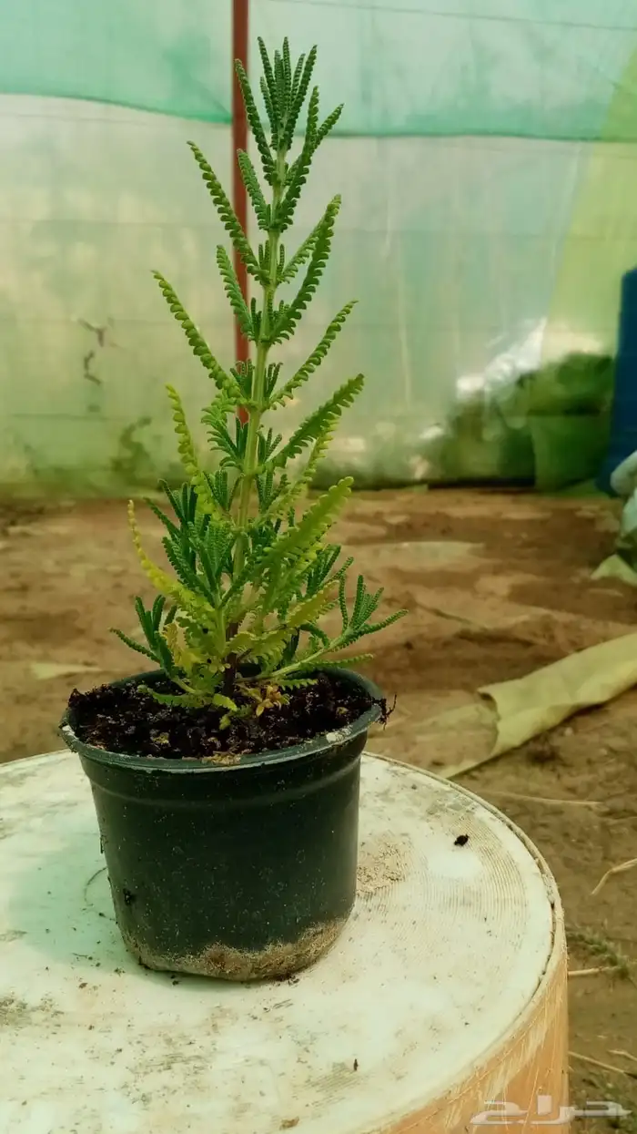 لافندر 5