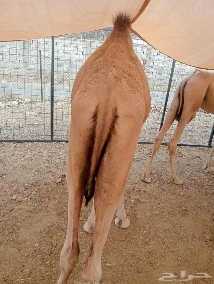 خصومات للتجار وأصحاب الملاحم.. وذبايحنا تتكلم عن نفسها 3