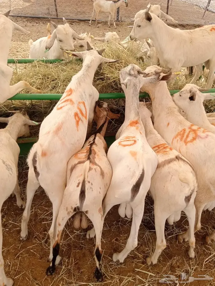 خصومات للتجار وأصحاب الملاحم.. وذبايحنا تتكلم عن نفسها 0