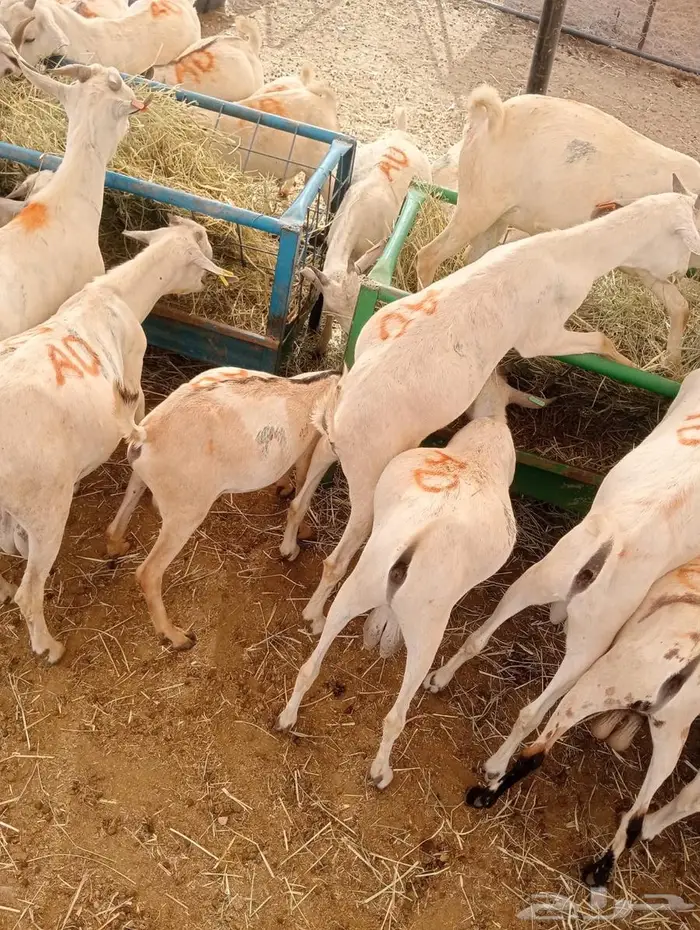 خصومات للتجار وأصحاب الملاحم.. وذبايحنا تتكلم عن نفسها 4