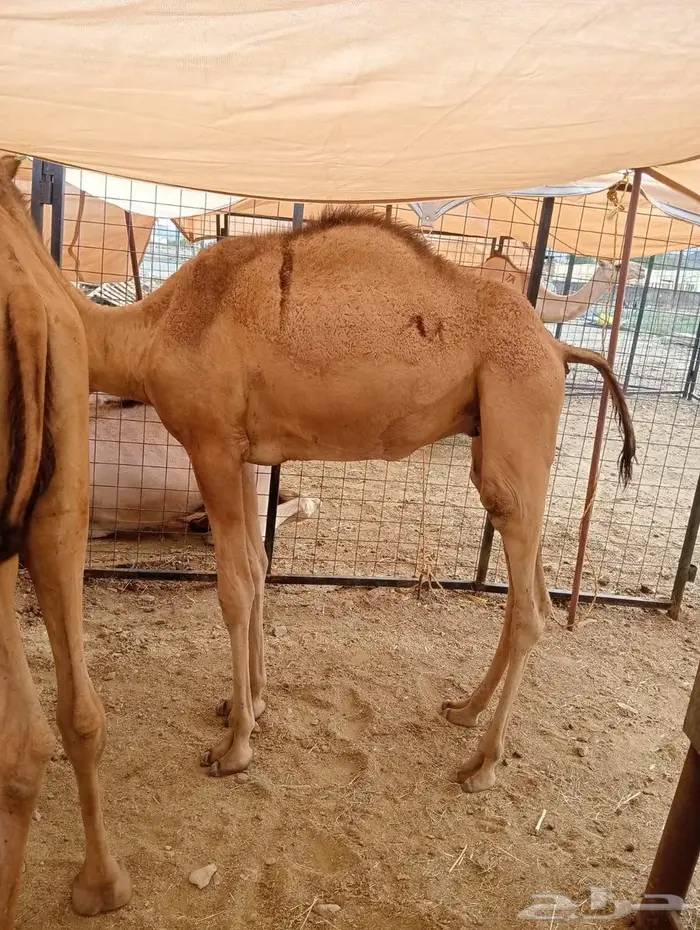 خصومات للتجار وأصحاب الملاحم.. وذبايحنا تتكلم عن نفسها 2