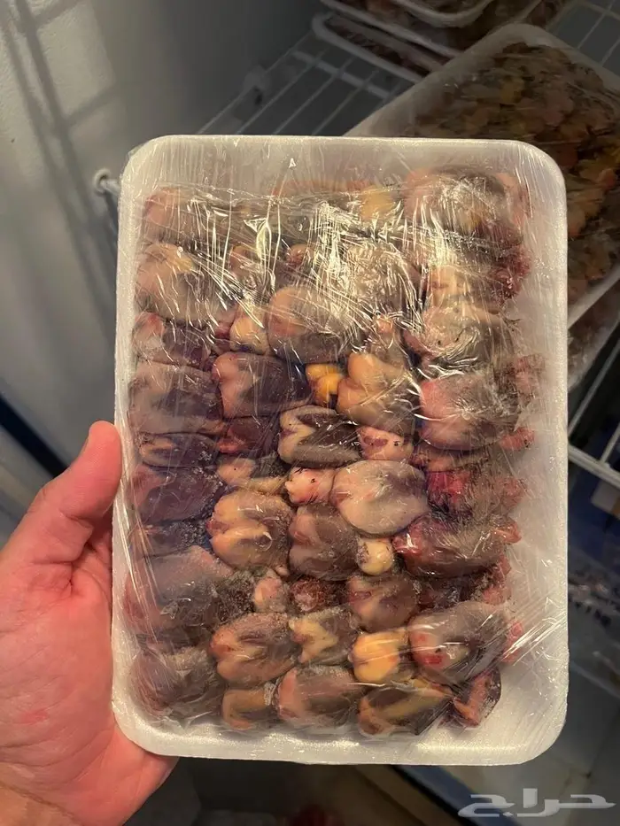 طيور بواجي من مصر 1