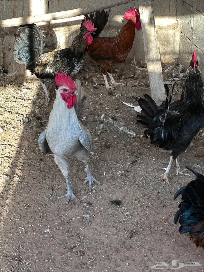 ديكة للبيع 5