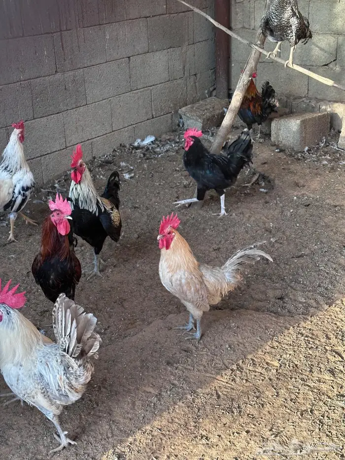 ديكة للبيع 1