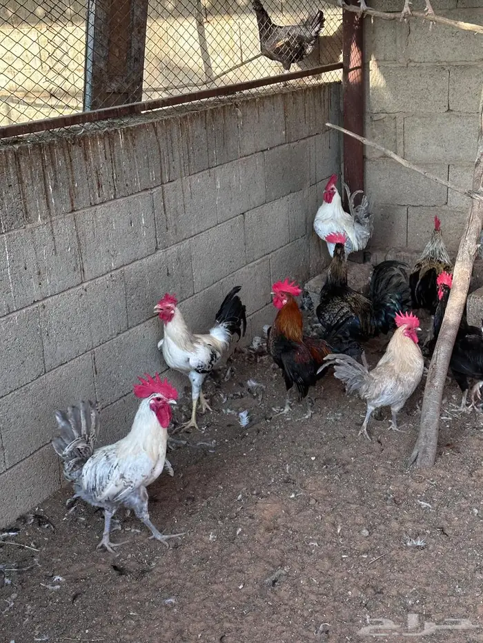 ديكة للبيع 3