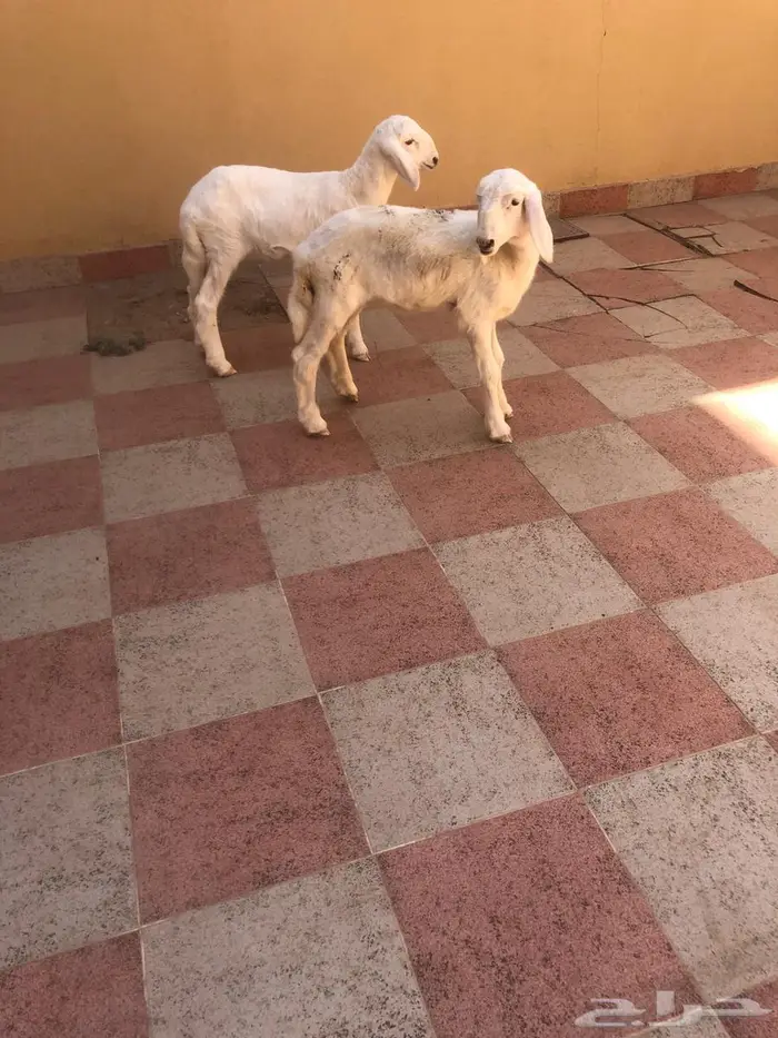 رخال حريات عمارها شهر 20 يوم 2