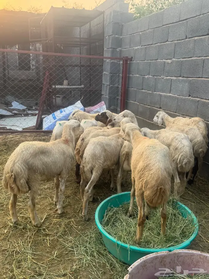 خرفان تربية بلدي 3