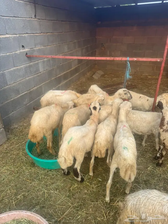 خرفان تربية بلدي 6