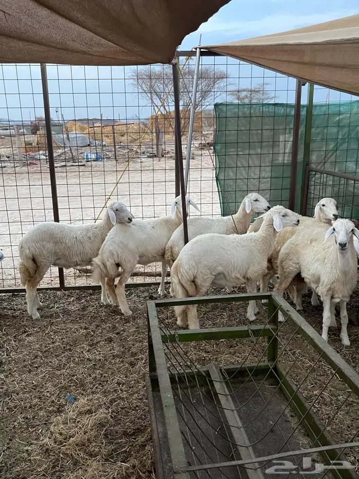 تم البيع .. رخال مقاني طيبه فرصه للقناي ونظيفه جدا 0