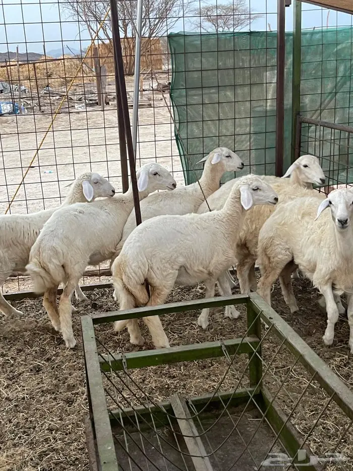 تم البيع .. رخال مقاني طيبه فرصه للقناي ونظيفه جدا 1