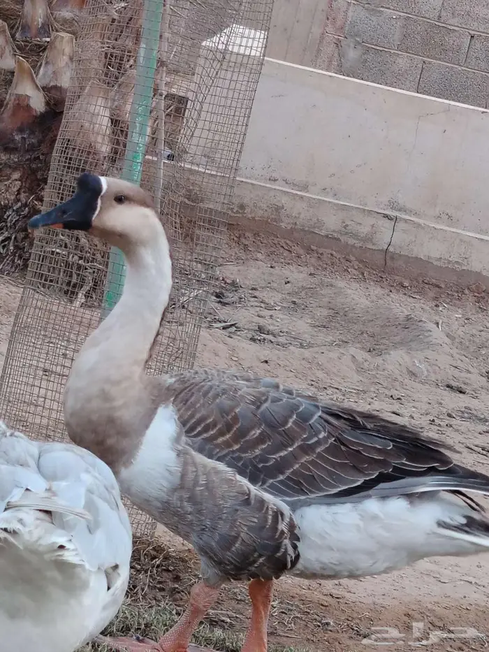للبيع ذكر وز عراقي 2