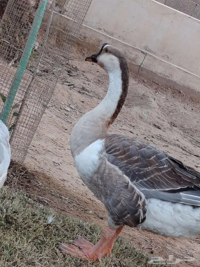 للبيع ذكر وز عراقي 1