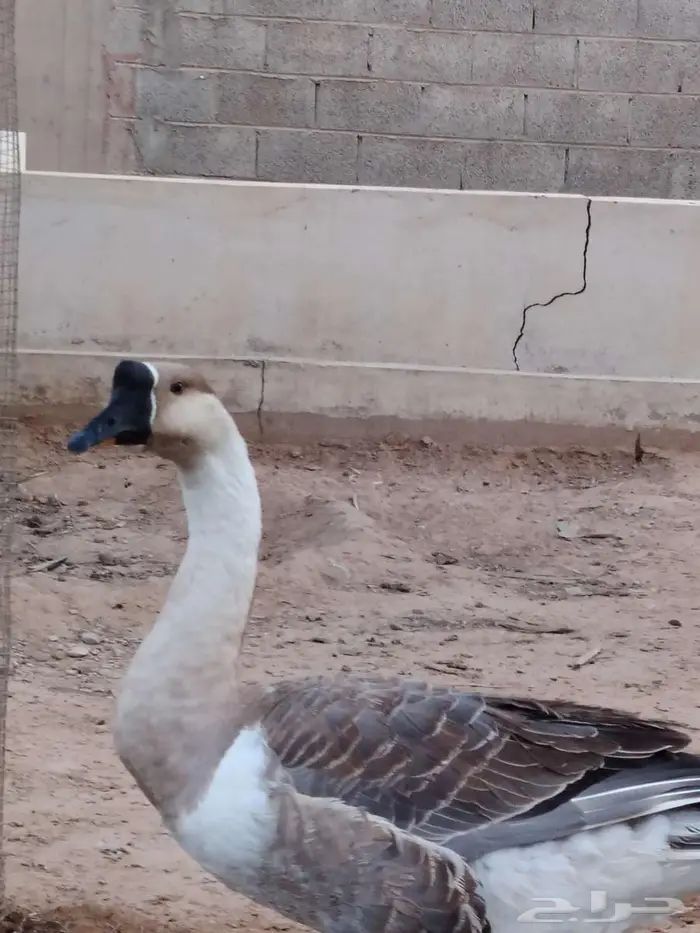 للبيع ذكر وز عراقي 0