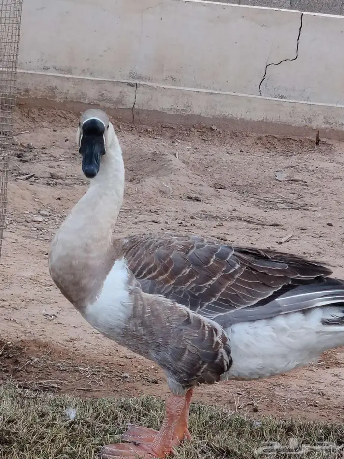 للبيع ذكر وز عراقي 3
