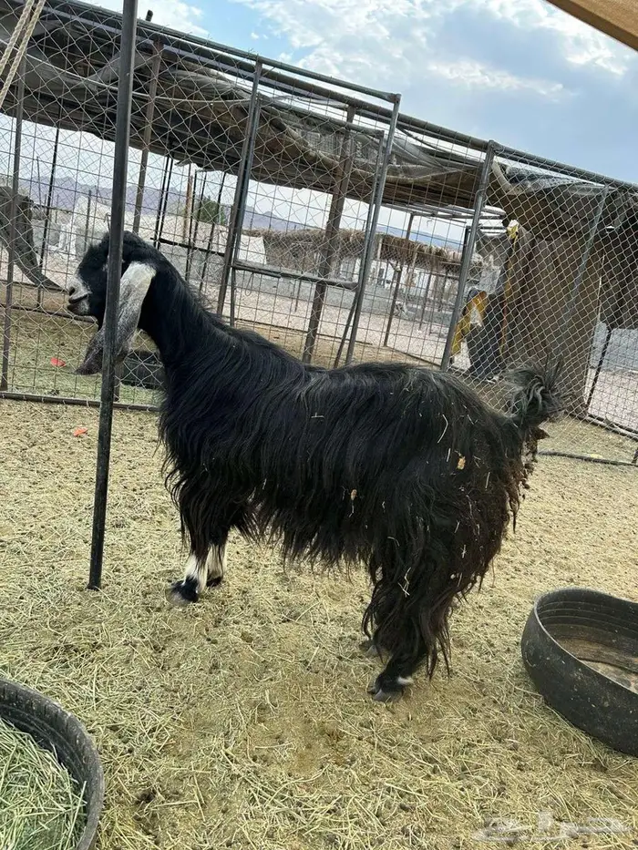 عنز جرم حليب 5