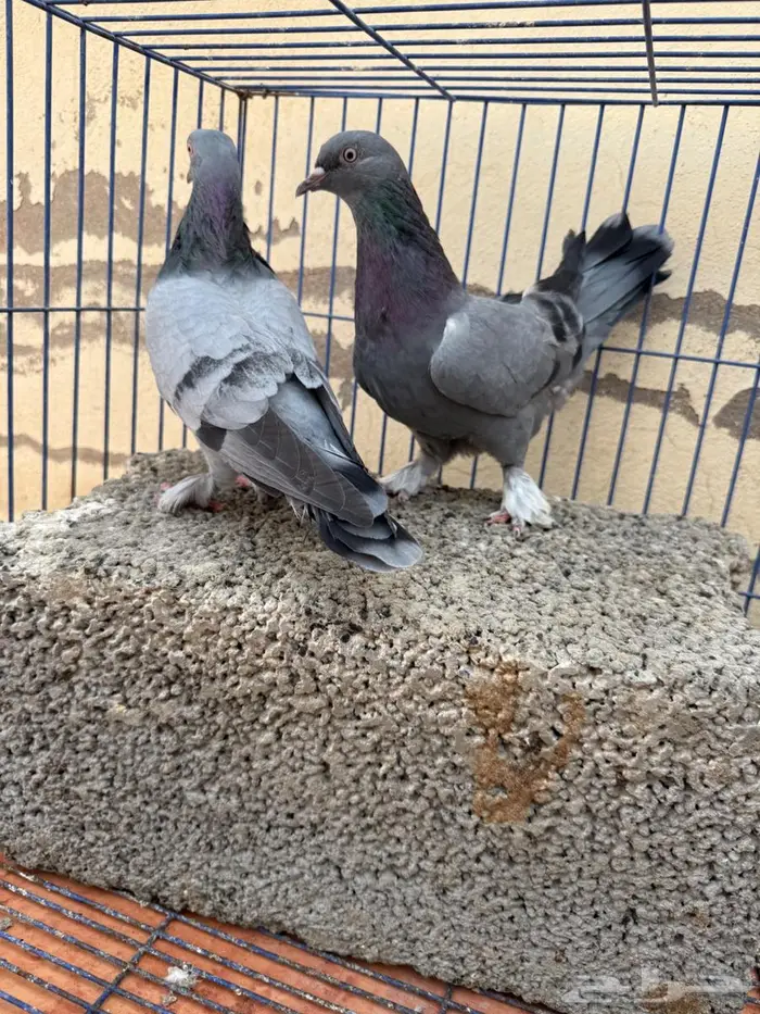 اجواز تركي 1