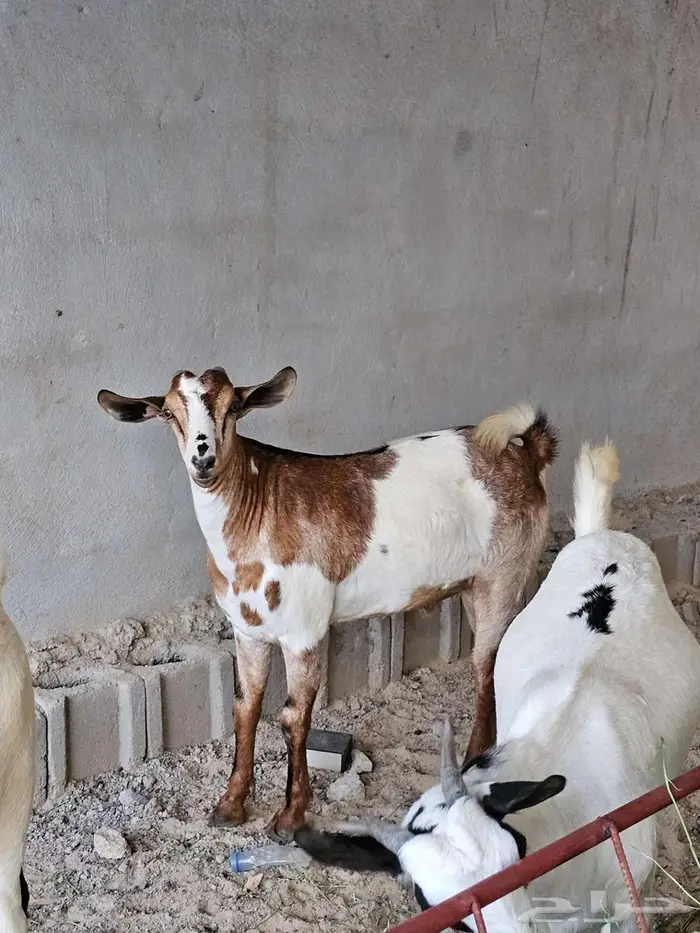 تيوس ثلاجه وتبوس مناسبات ويوجد لدينا تمارا 2