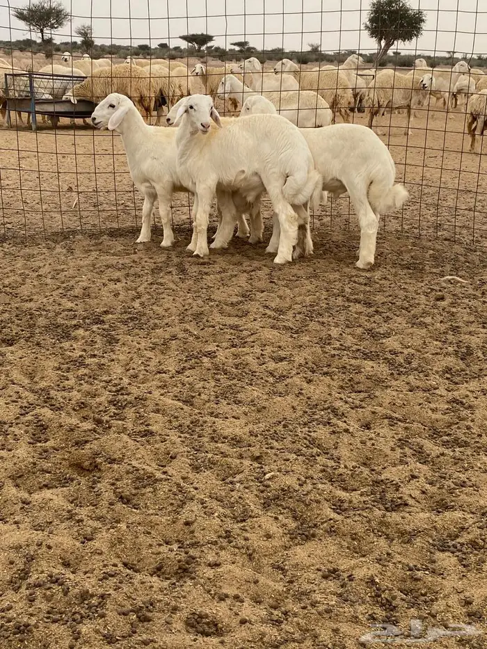 بهم شكل وشعره 1