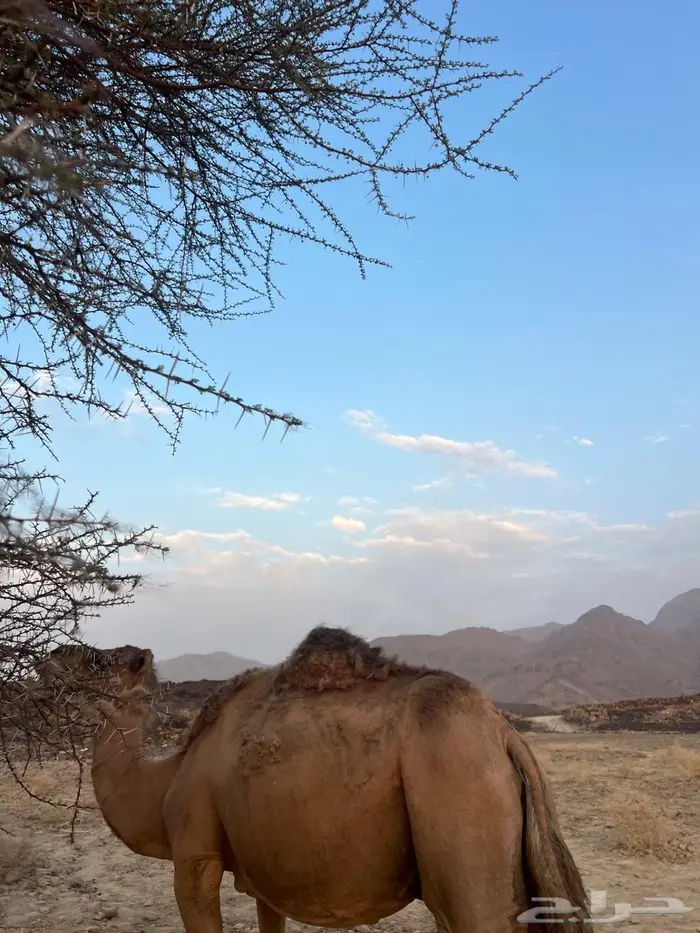 للبيع ناقه حايل 1