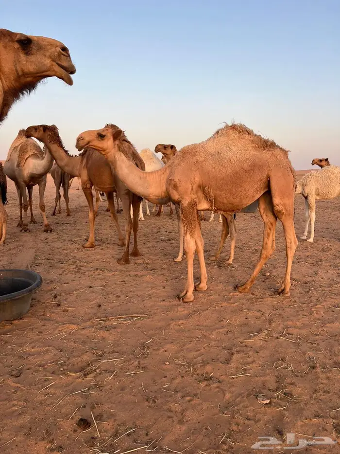 بكره باتليه للبيع 0