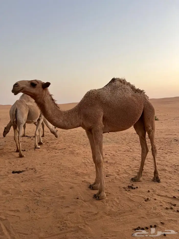بكره باتليه للبيع 1
