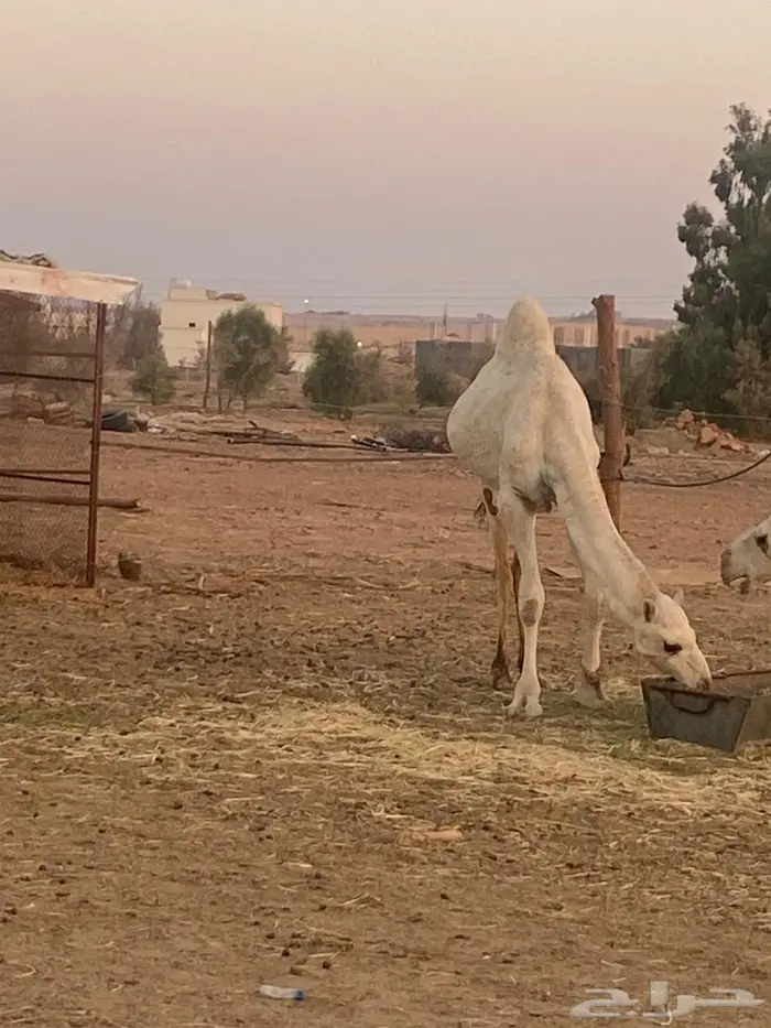 قعود مفرود على جمل ابن قريع 5