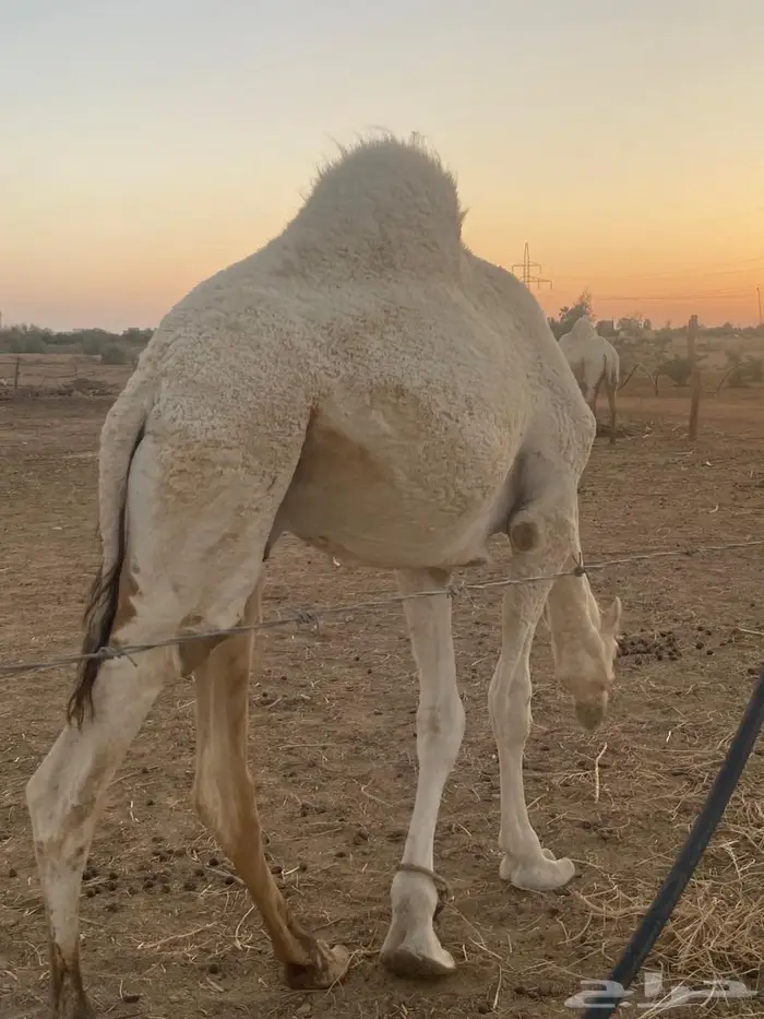 قعود مفرود على جمل ابن قريع 2