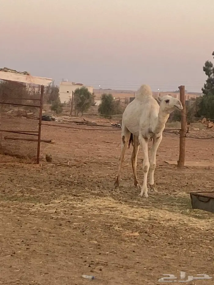 قعود مفرود على جمل ابن قريع 3