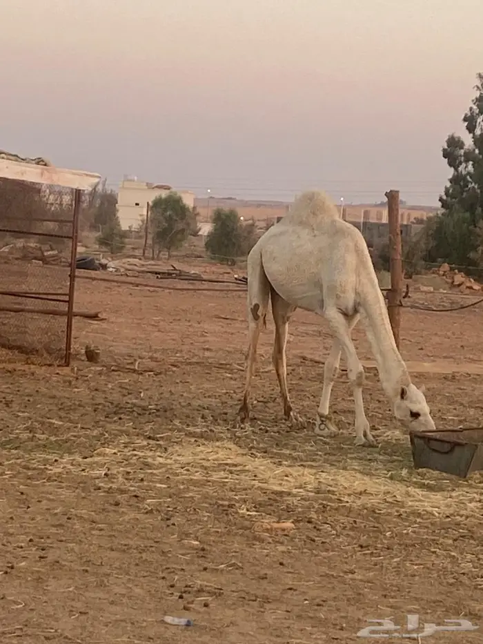 قعود مفرود على جمل ابن قريع 4