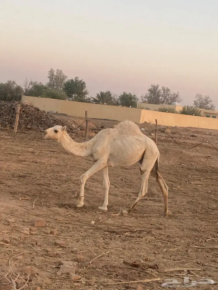 قعود مفرود على جمل ابن قريع 6