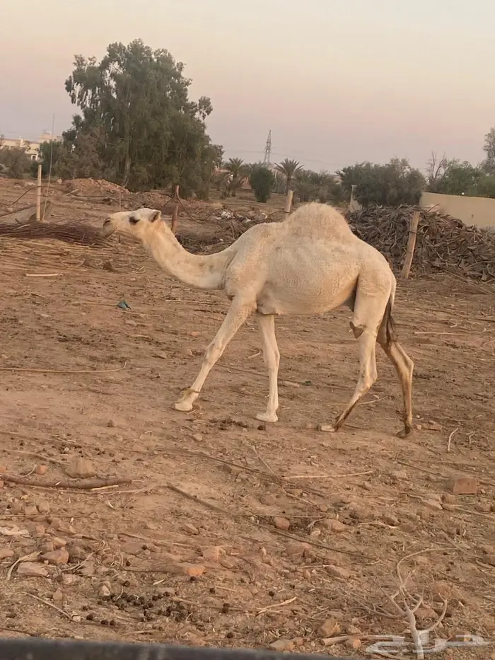 قعود مفرود على جمل ابن قريع 1